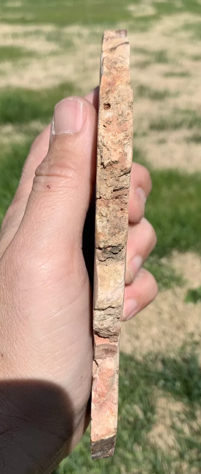 Polished Opalized Petrified Fossil Wood from Indonesia, Slab, Slice