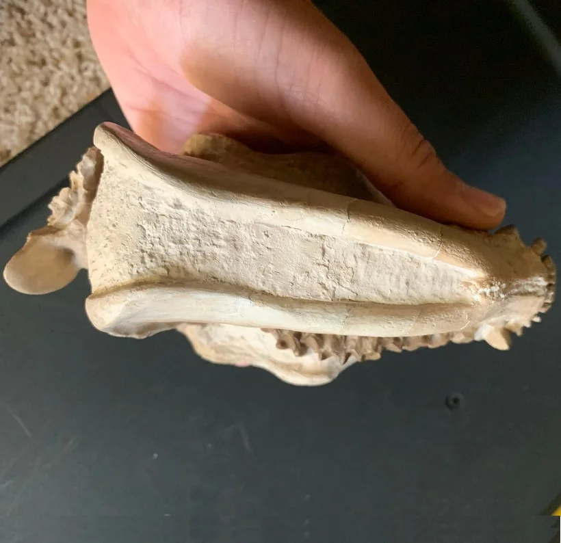 Oreodont Skull