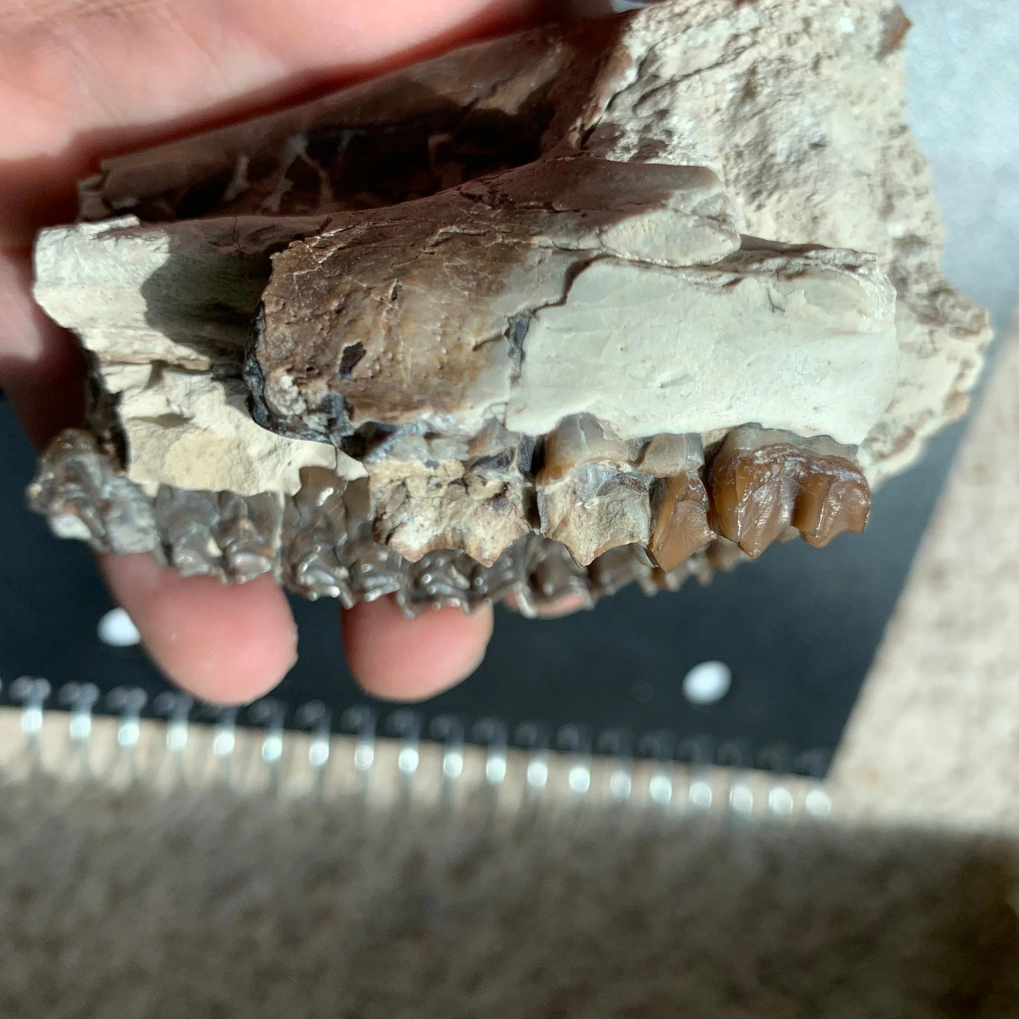 Mesohippus bairdi Partial skull