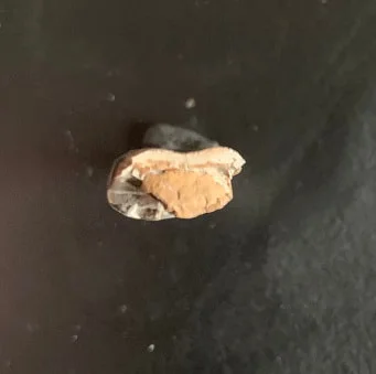 Sharp Serrated Nanotyrannus lancensis Tooth