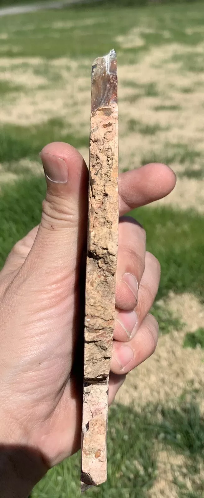Polished Opalized Petrified Fossil Wood from Indonesia, Slab, Slice