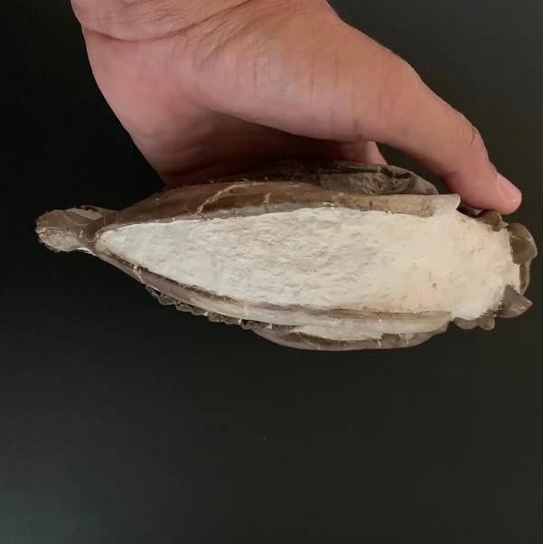 mesohippus bairdi Skull