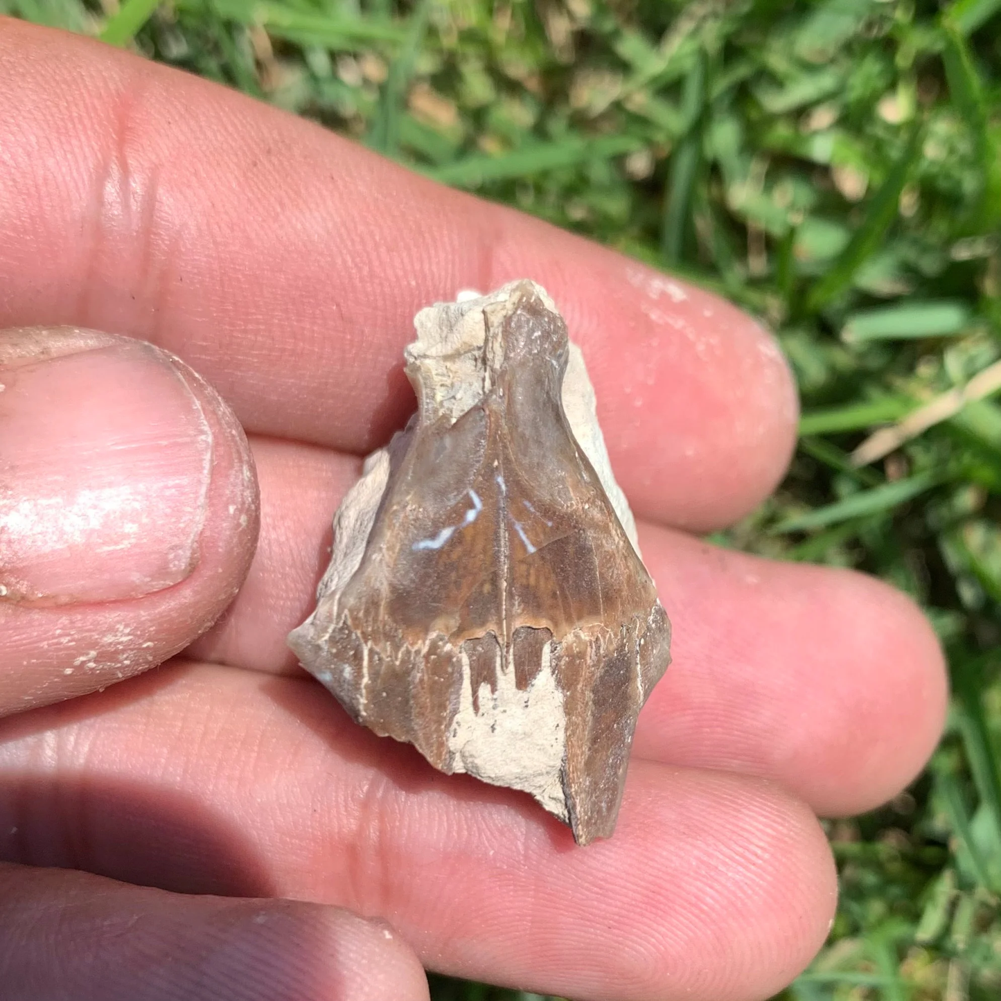 Partial Squirrel like skull, Ischyromys, Nebraska