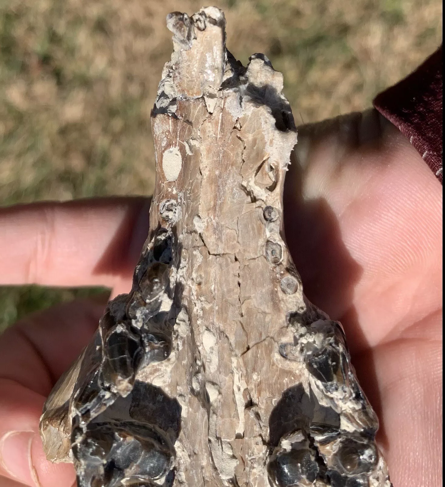 Daphoenus Bear Dog Skull