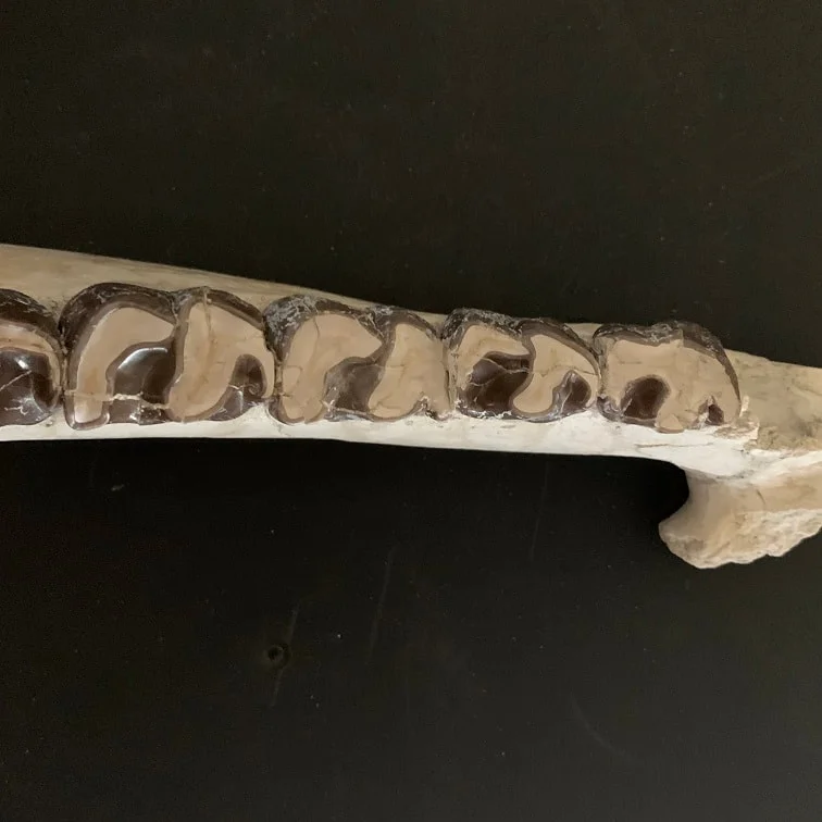 Huge Rhino Lower Jaw, Subhyracodon