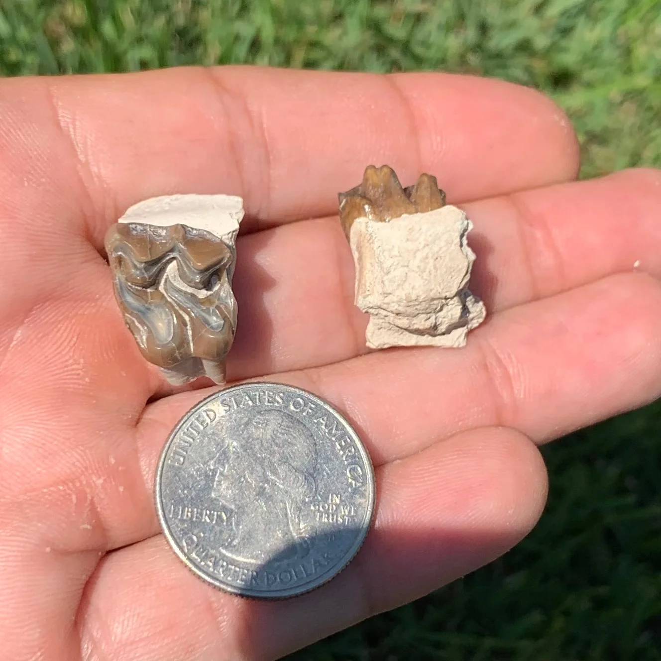 Fossil Horse Upper and Lower teeth, Mesohippus