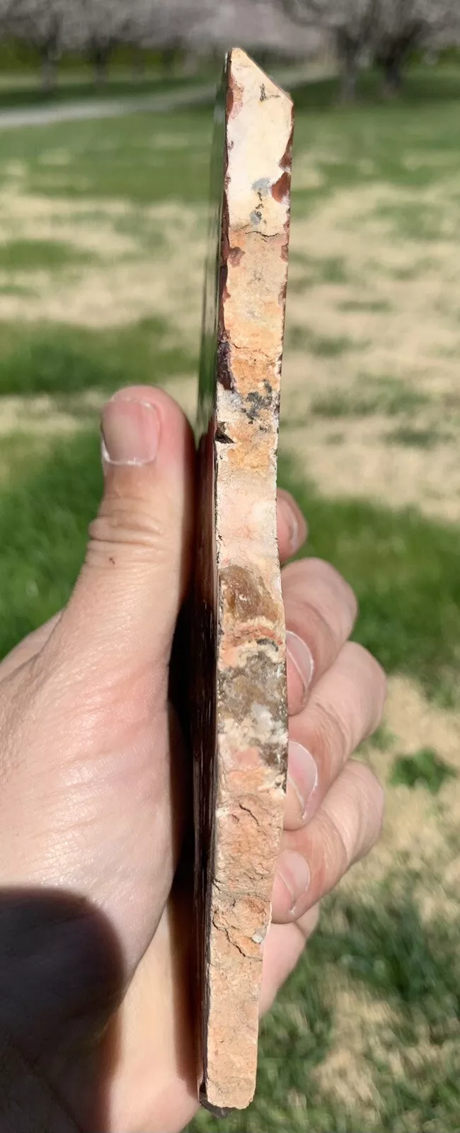 Polished Opalized Petrified Fossil Wood from Indonesia, Slab, Slice