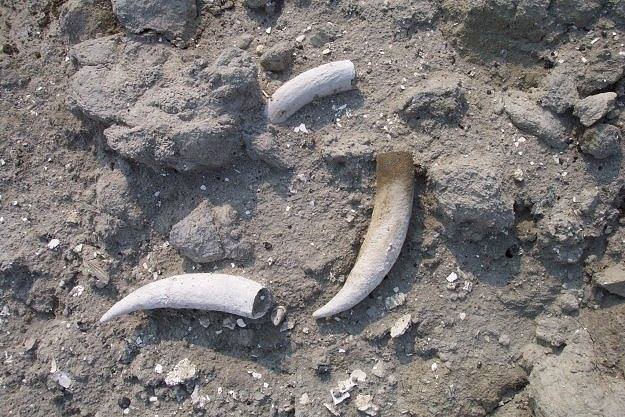Associated sperm whale teeth from the lee creek mine