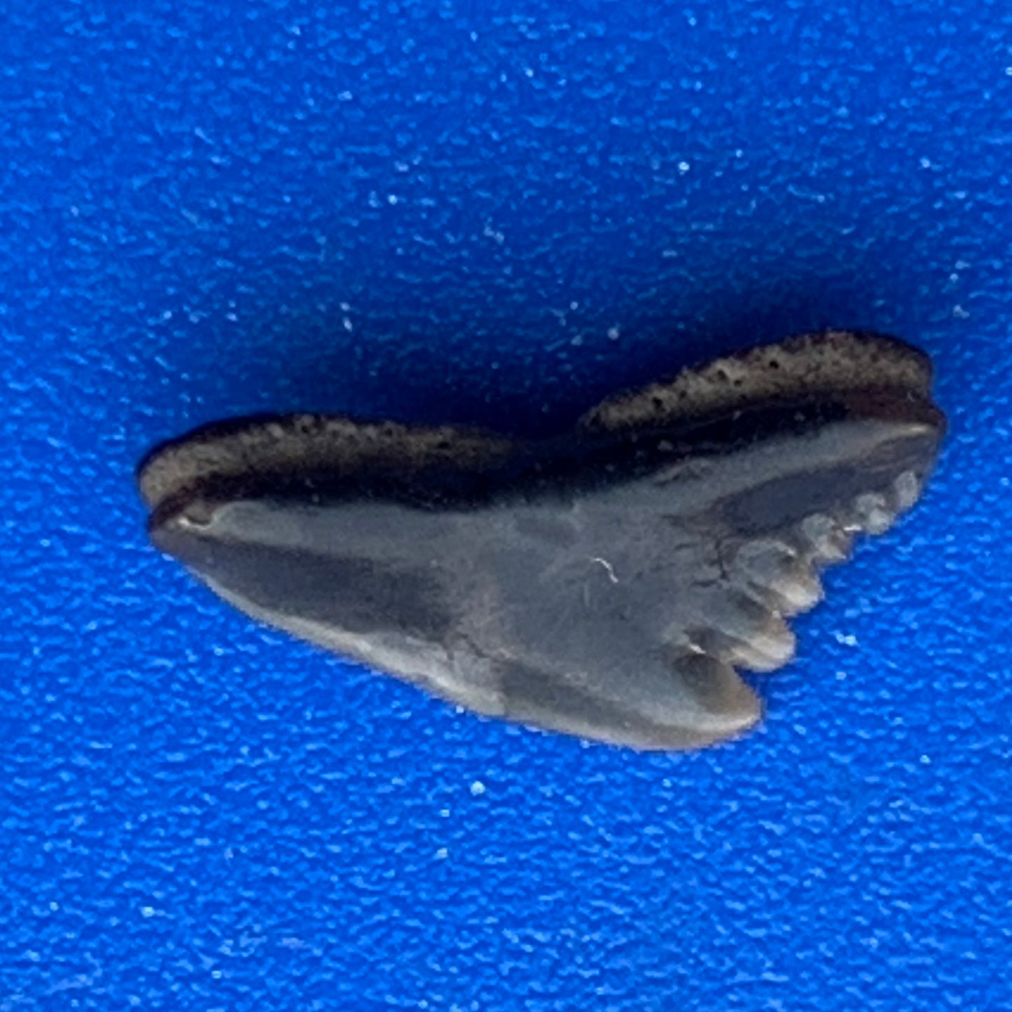 Pachygaleus lefevrei - Maryland