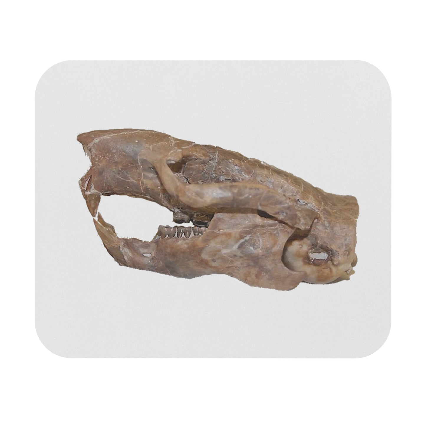 Fossil Skull Themed Mouse Pad - Squirrel - Ischyromys