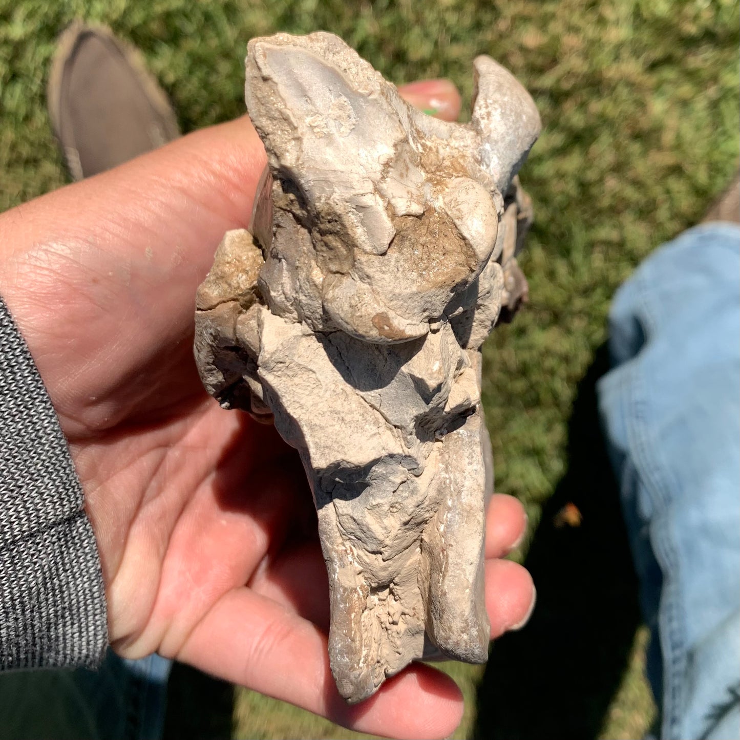 Fossil Oreodont Skull, Merycoidodon culbertsoni, White River Badlands