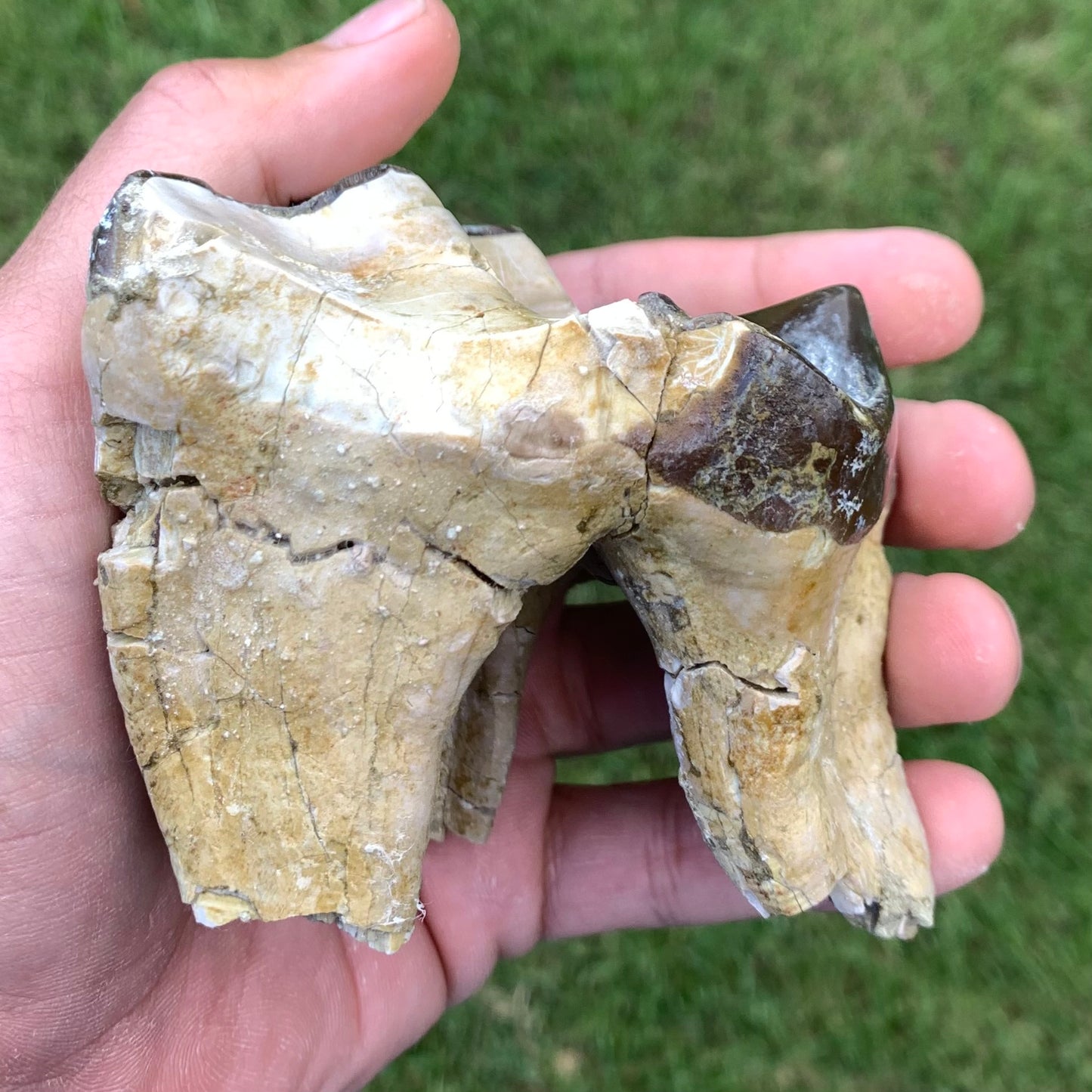 Titanothere upper tooth