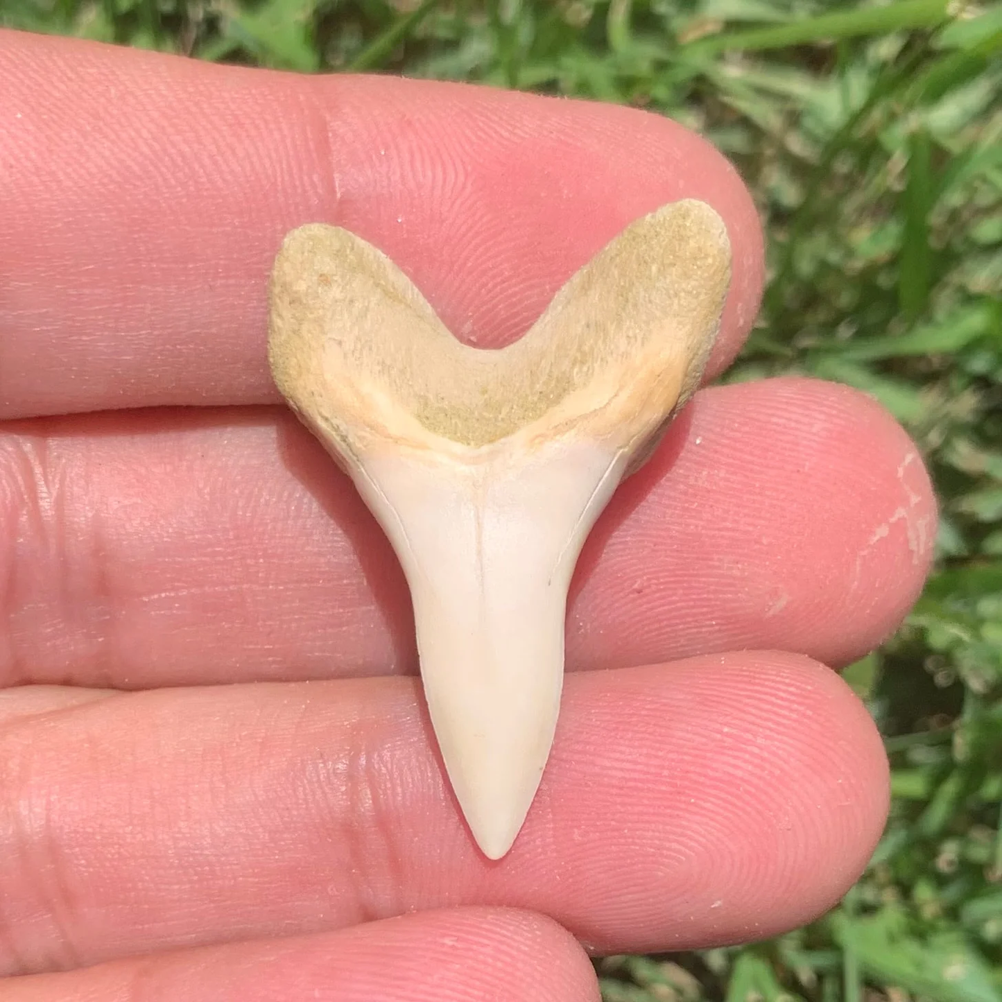 1.35" Carcharodon planus - Bakersfield