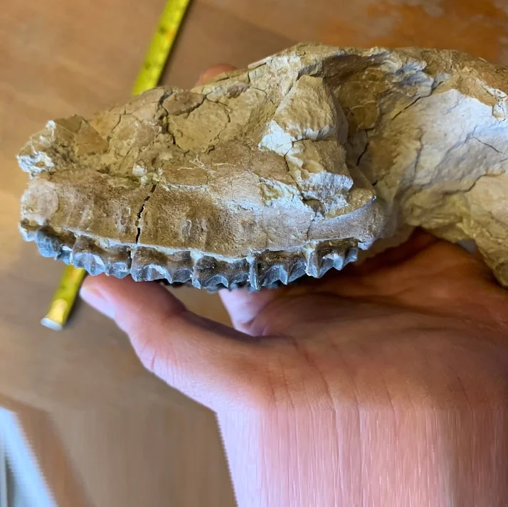 Fossil Horse skull, Mesohippus bairdi skull