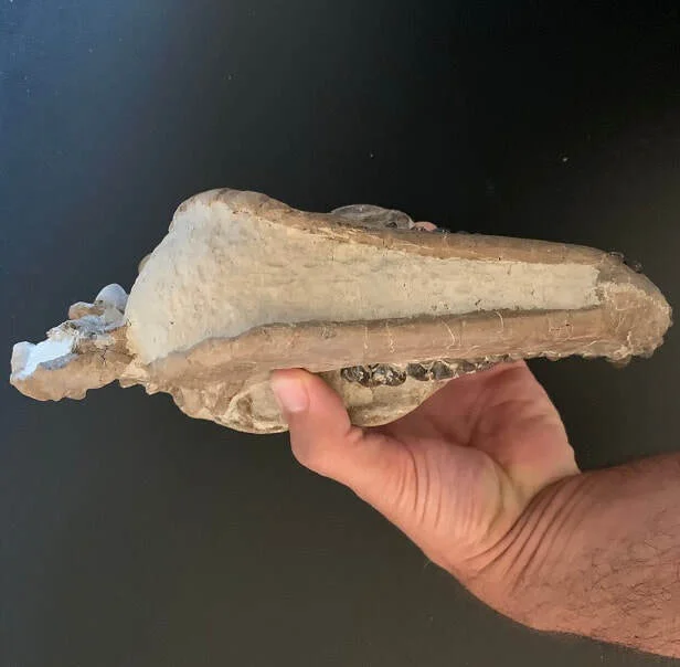 Caramel Colored Oreodont Skull