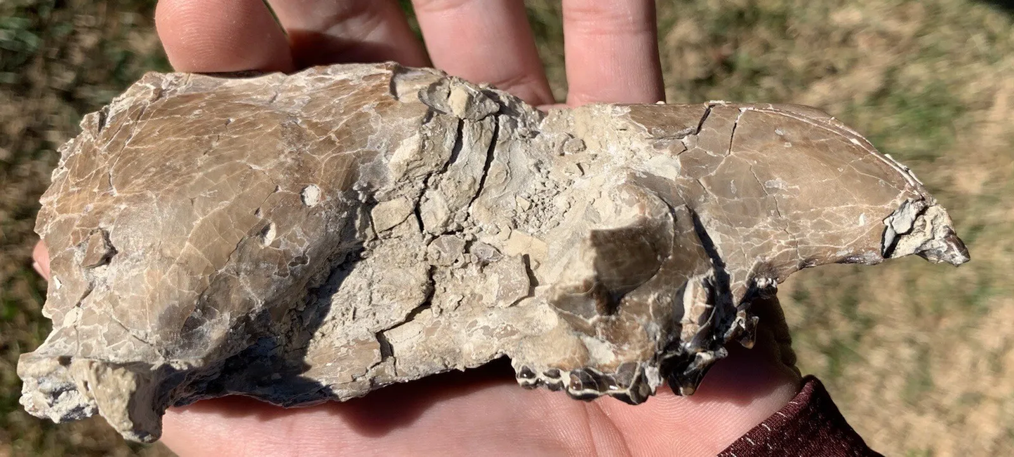 Daphoenus Bear Dog Skull