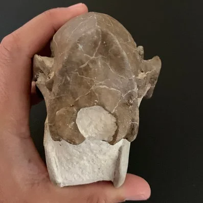 mesohippus bairdi Skull