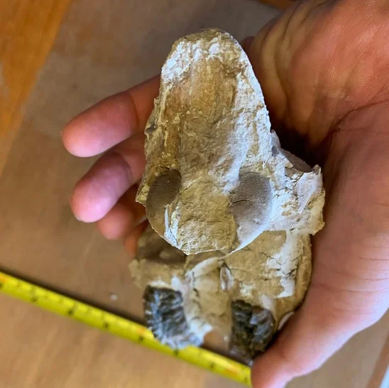 Fossil Horse skull, Mesohippus bairdi skull