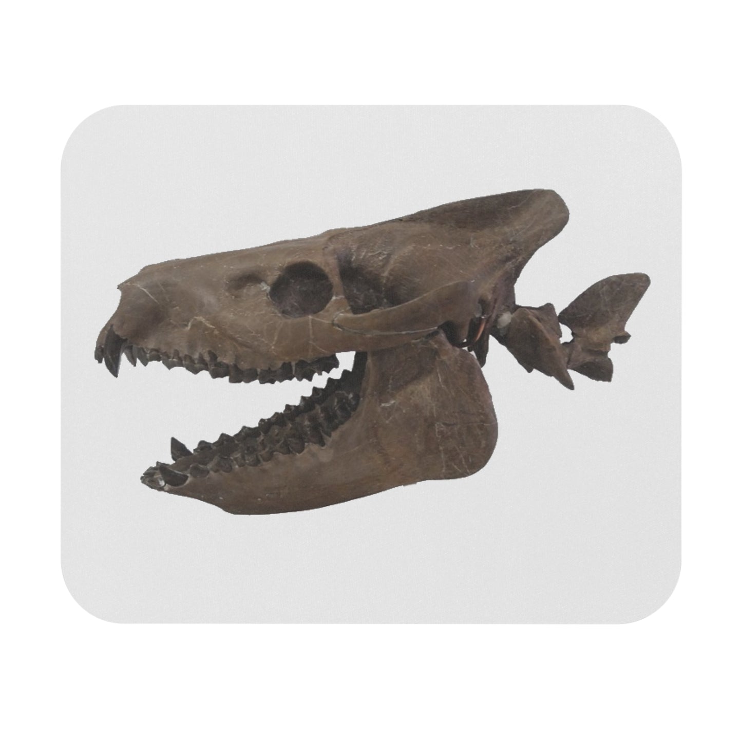 Fossil Skull Themed Mouse Pad - Oreodont - Merycoidodon culbertsoni