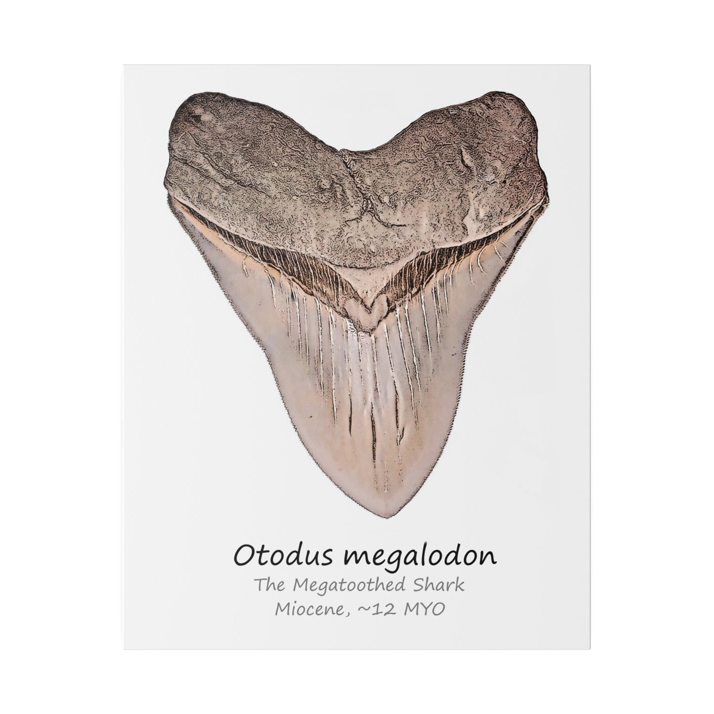 Otodus megalodon Canvas Print Wall Art Décor