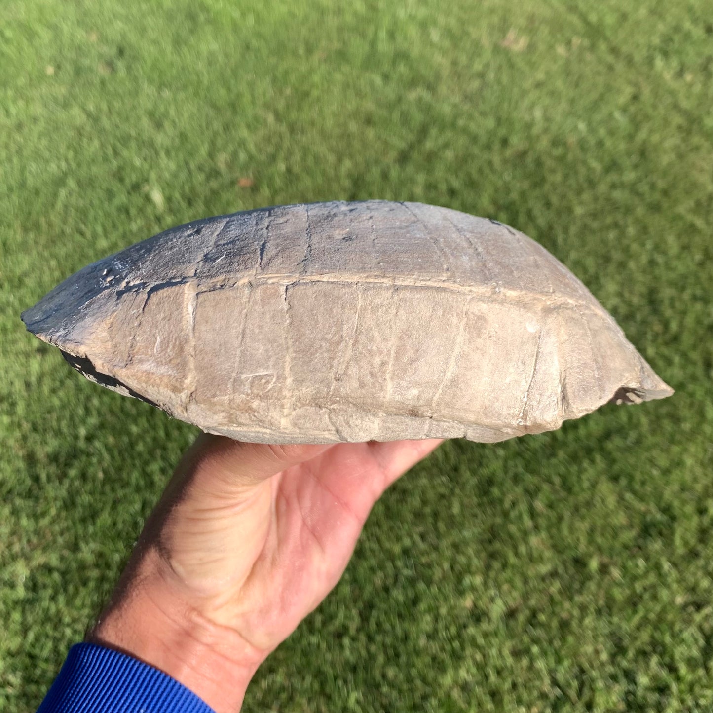 Stylemys tortoise from the white river badlands