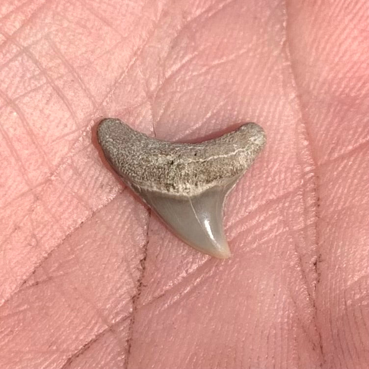 Alopias latidens - Virginia