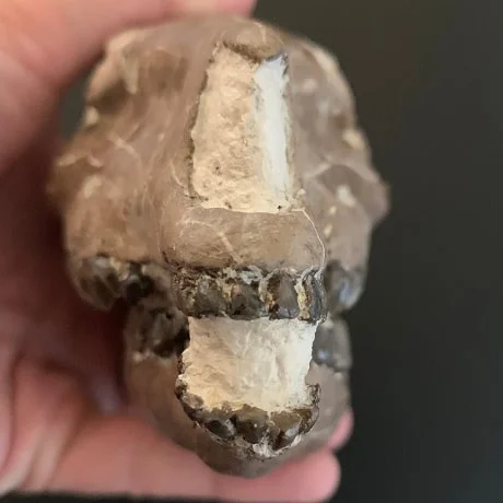 mesohippus bairdi Skull