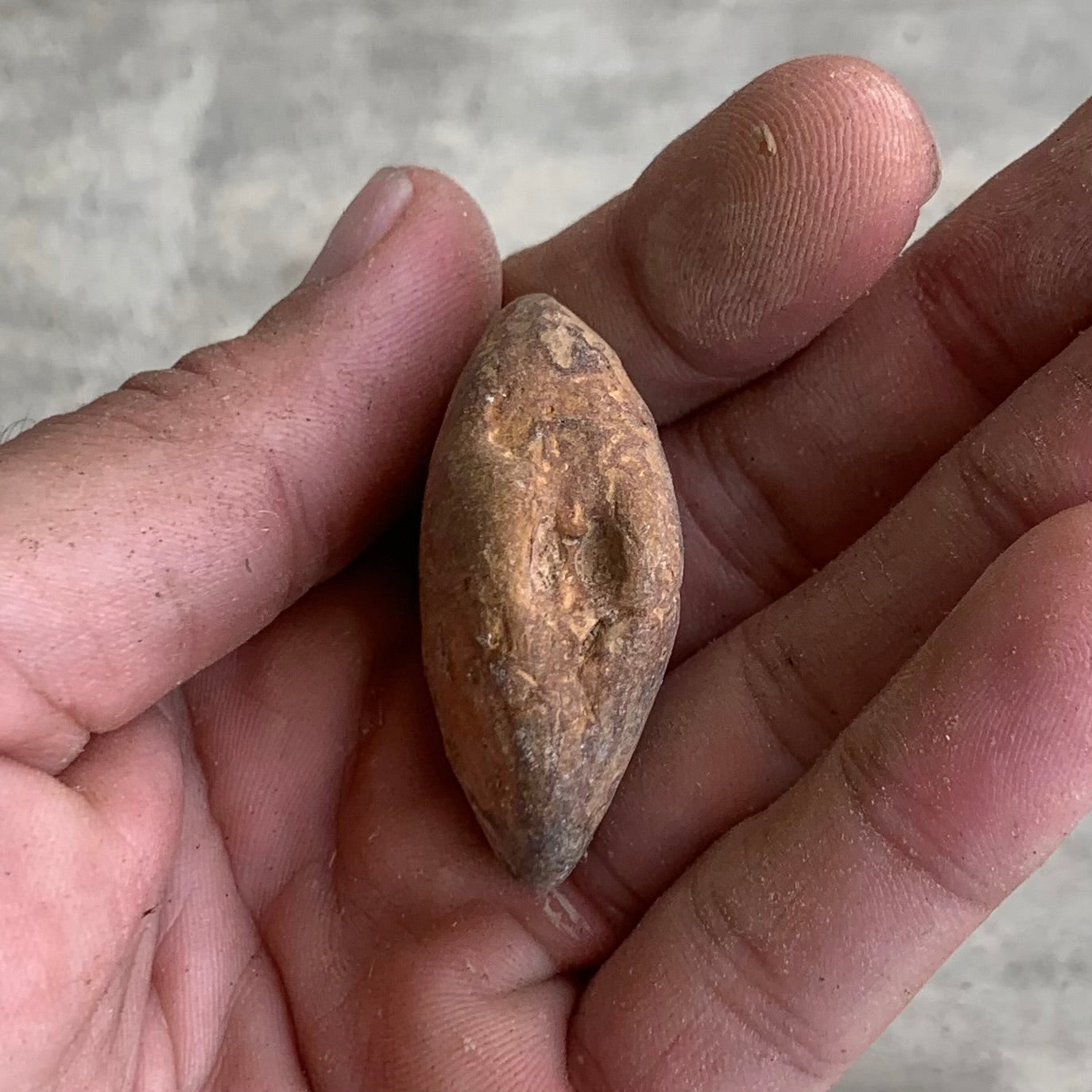 Fossil clam steinkerns(molds) from the Miocene of Virginia