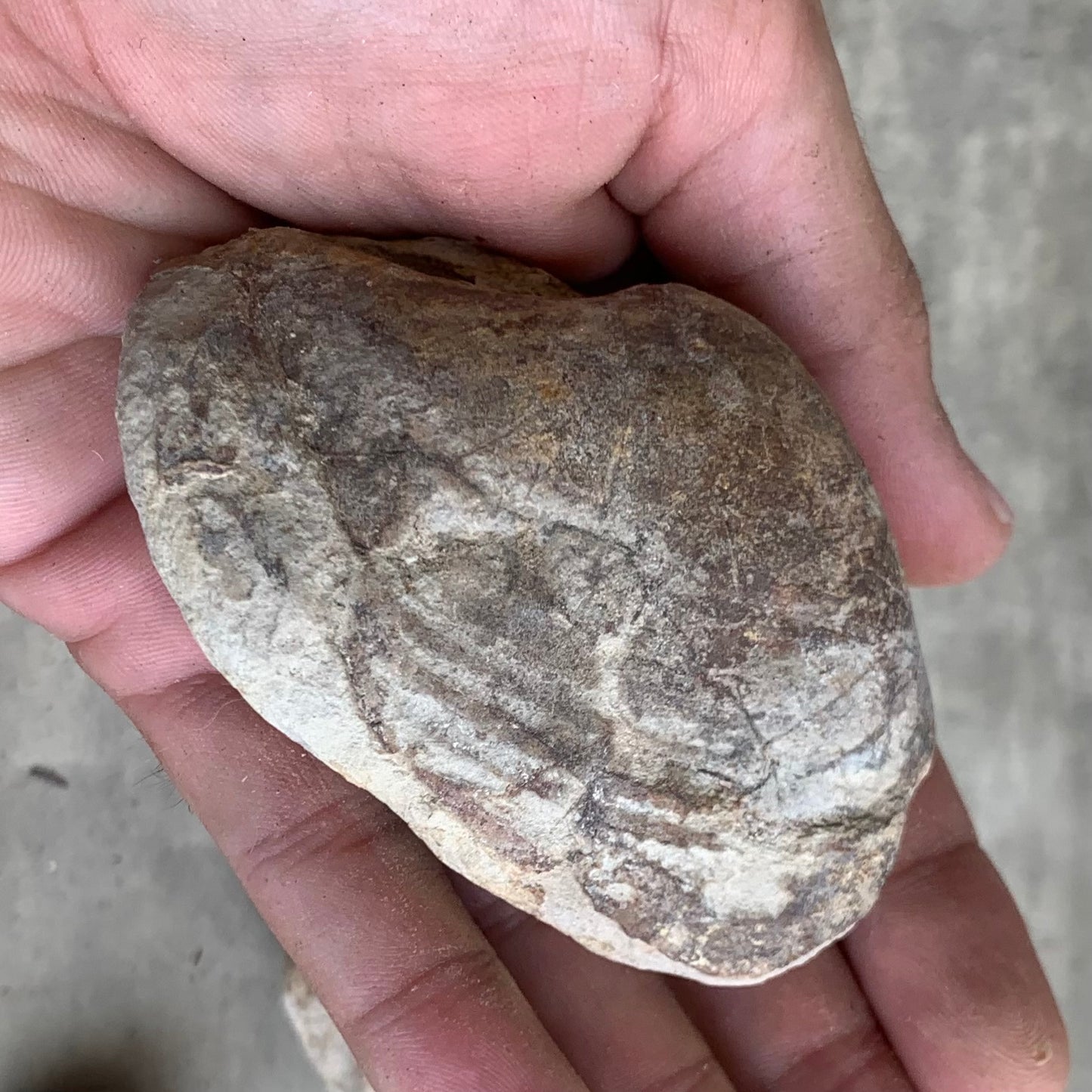Fossil clam steinkerns(molds) from the Miocene of Virginia