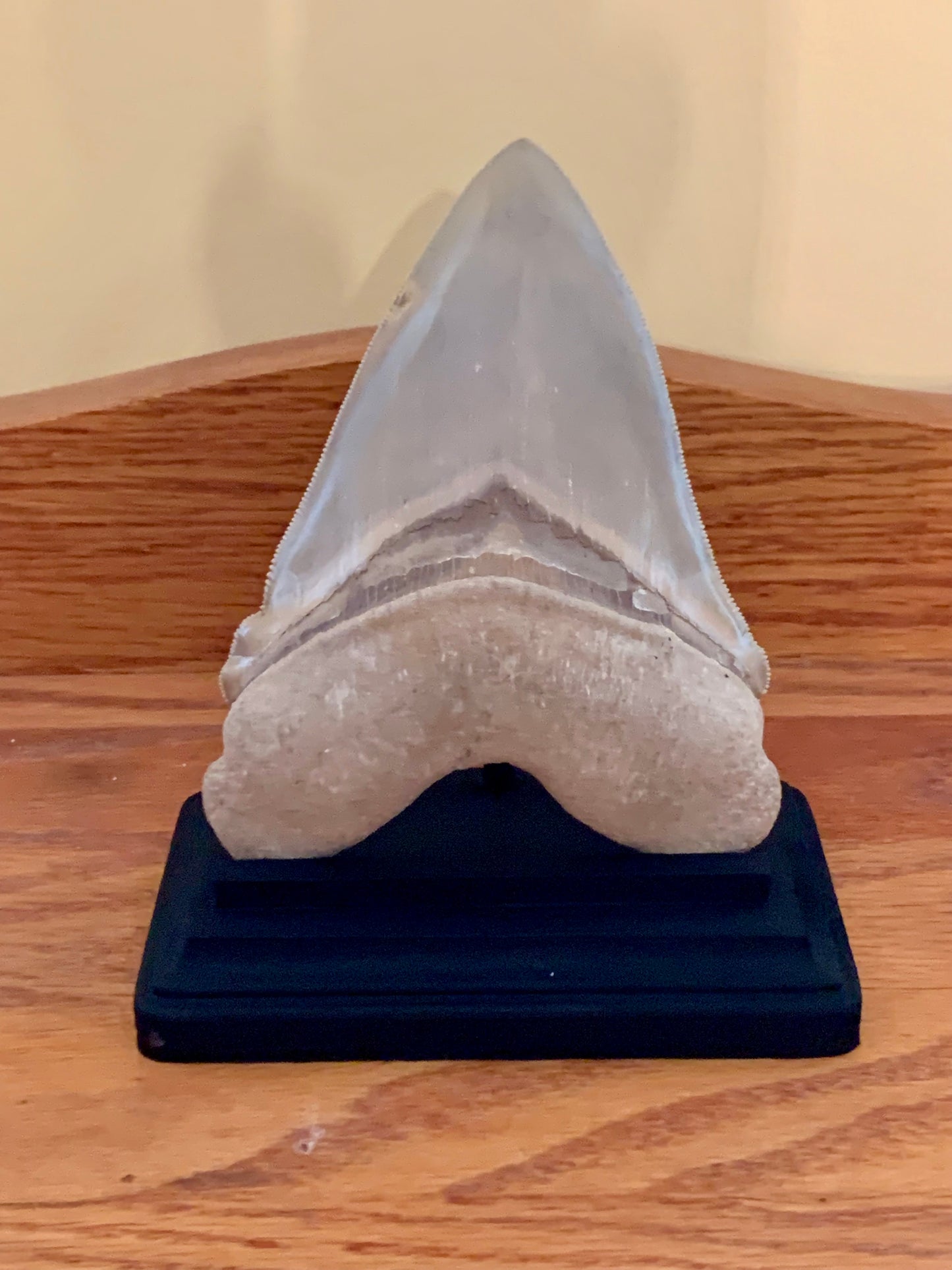 Megalodon Shark Tooth Stand Rectangular