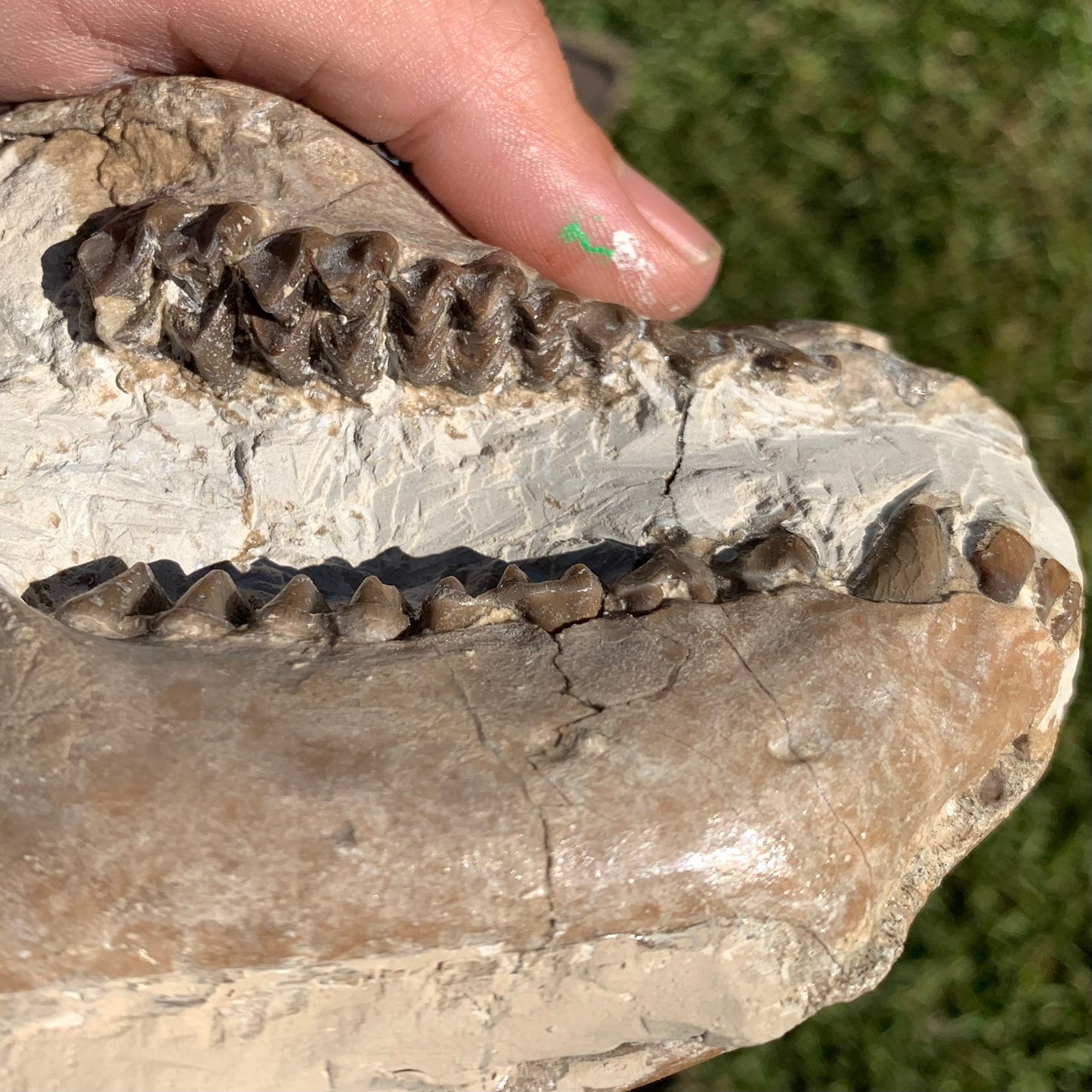 Fossil Oreodont Skull, Merycoidodon culbertsoni, White River Badlands