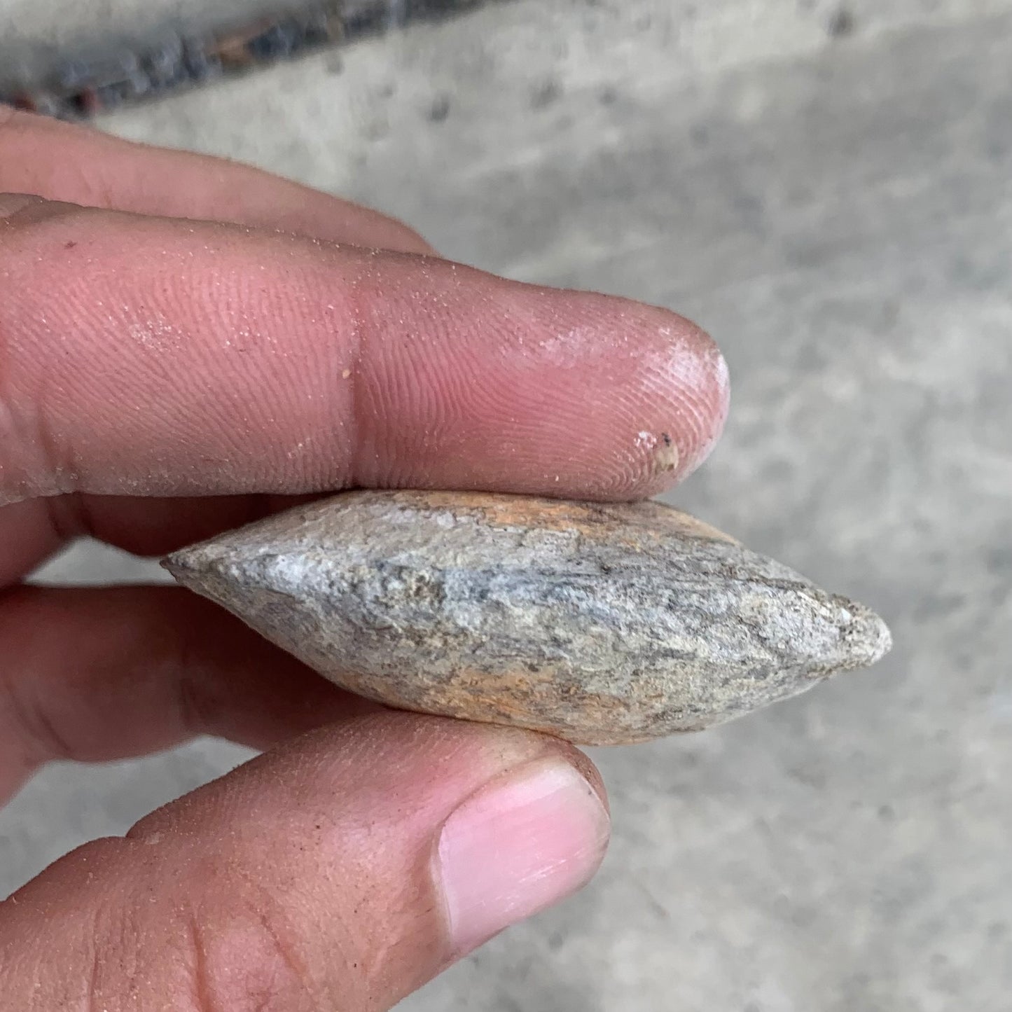 Fossil clam steinkern(mold) from the Miocene of Virginia
