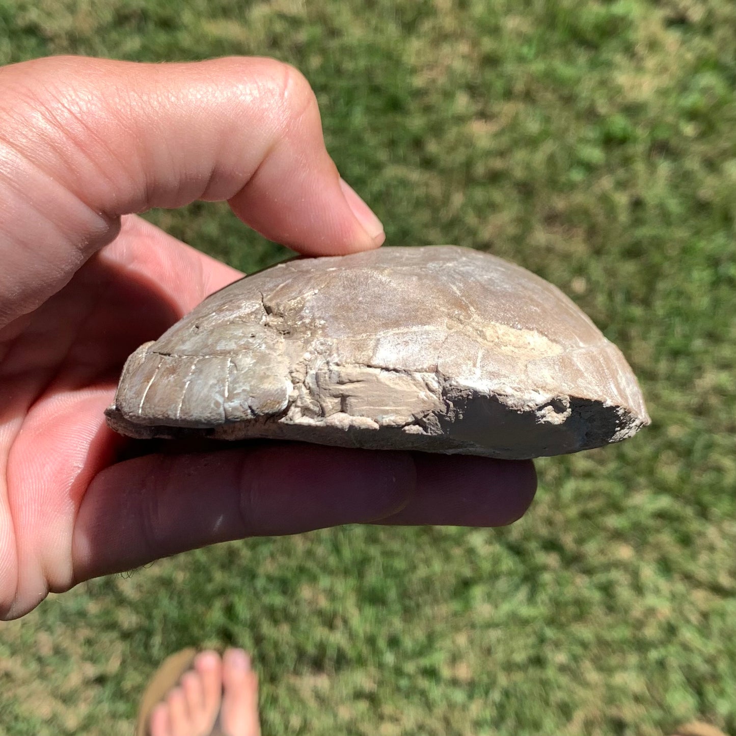 Stylemys tortoise