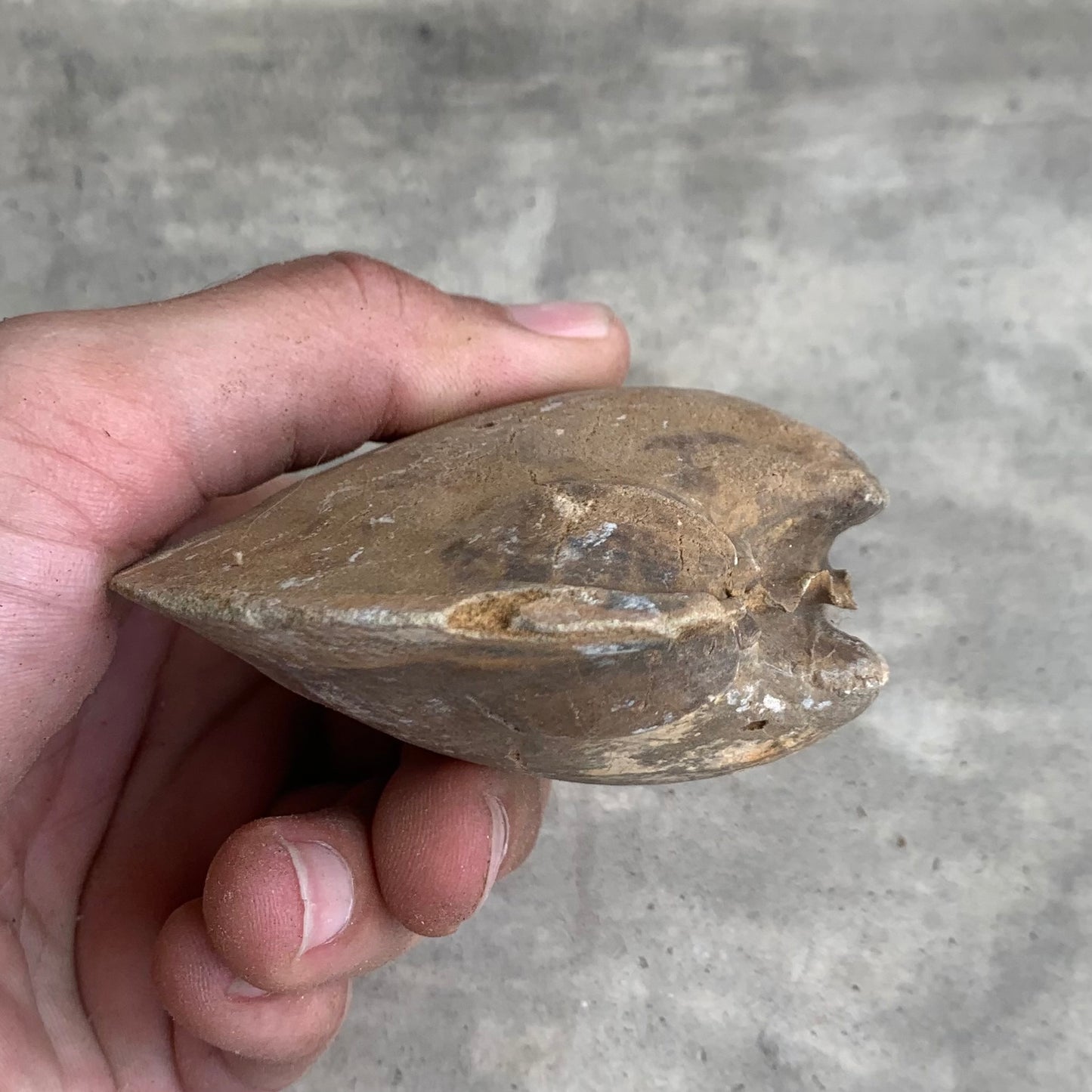Fossil clam steinkern(mold) from the Miocene of Virginia