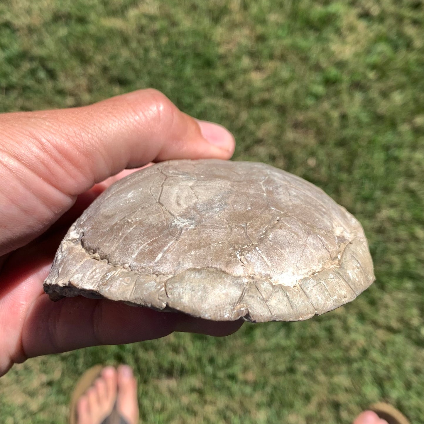 Stylemys tortoise