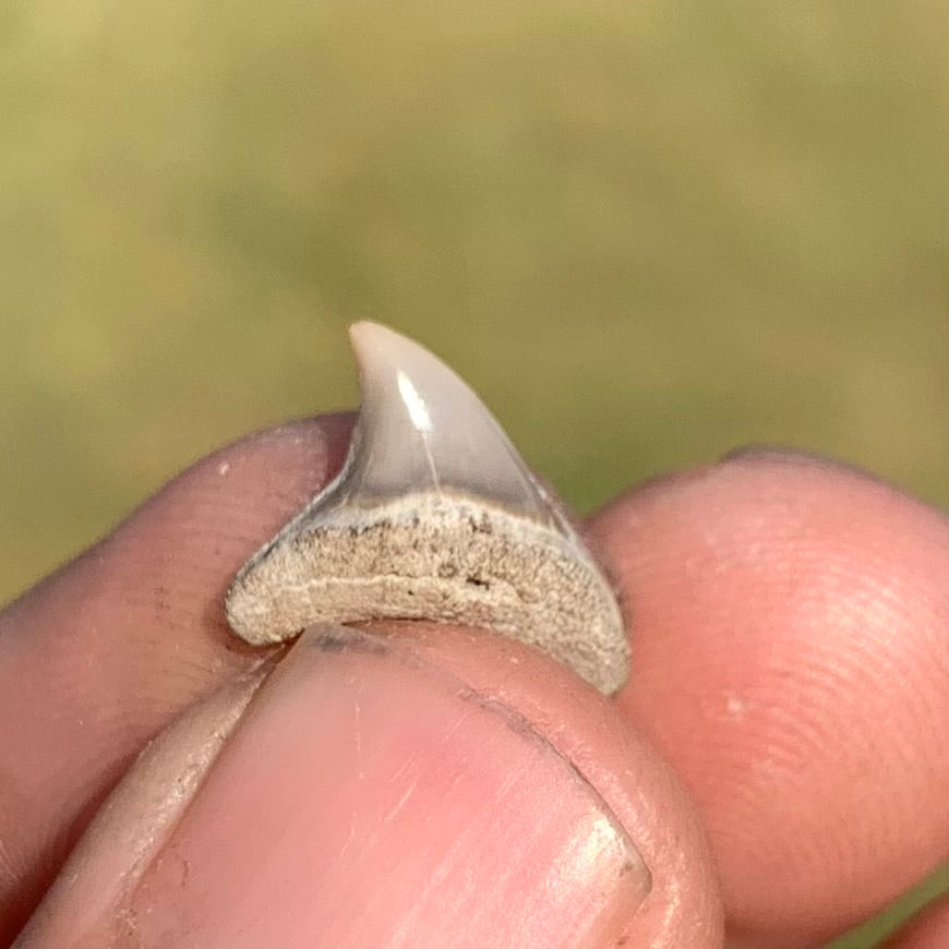 Alopias latidens - Virginia