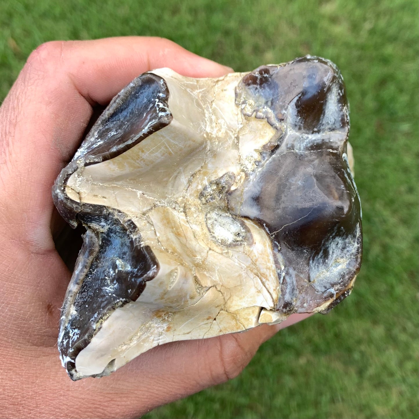 Titanothere upper tooth