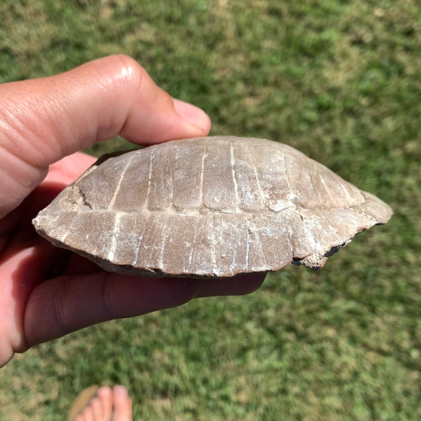 Stylemys tortoise