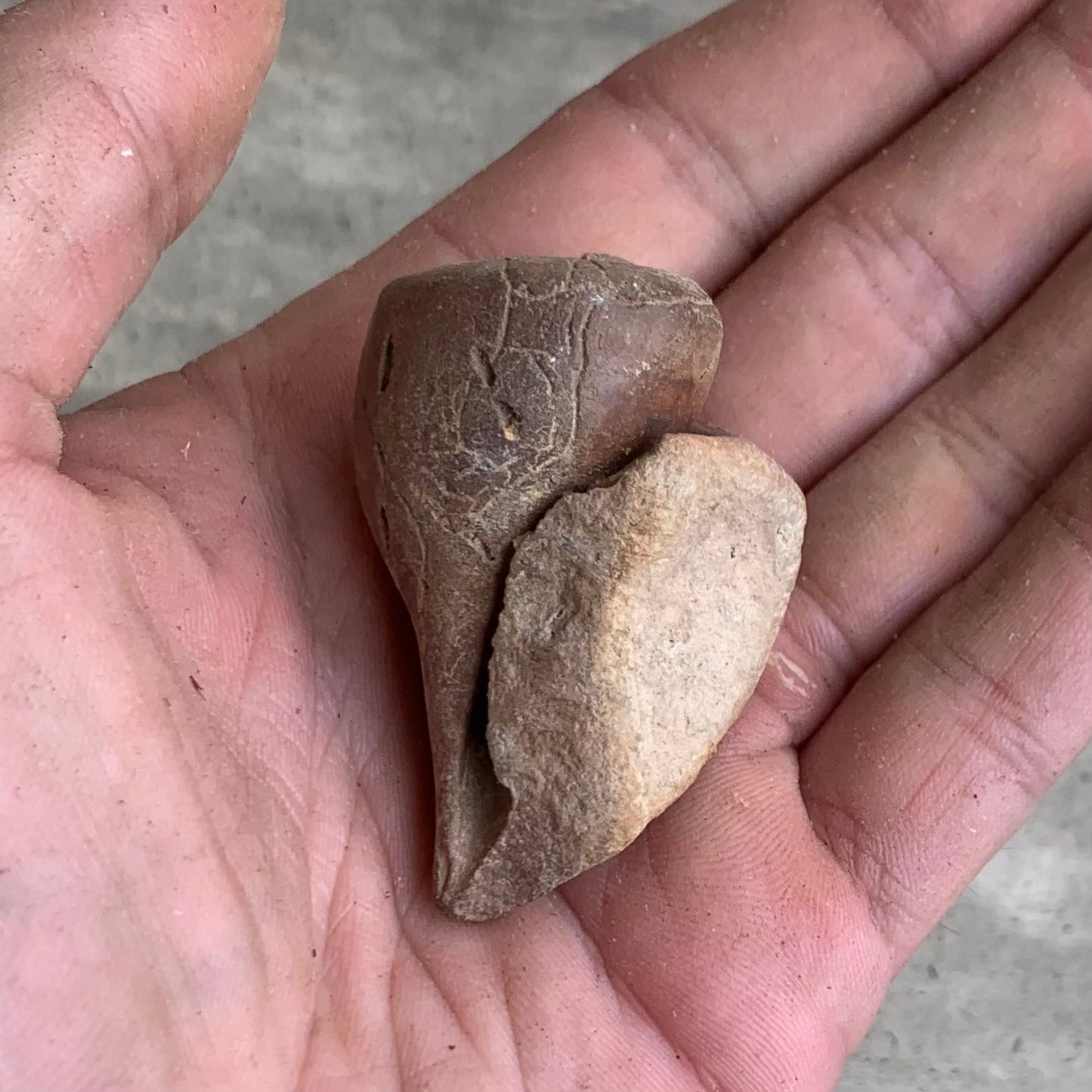 Fossil Gastropod Steinkerns(molds), from the Miocene of Virginia