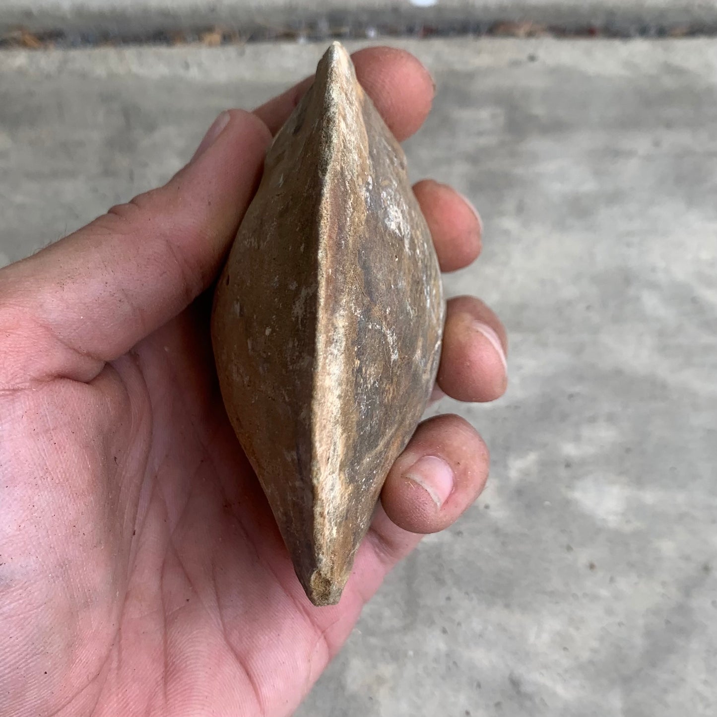 Fossil clam steinkern(mold) from the Miocene of Virginia