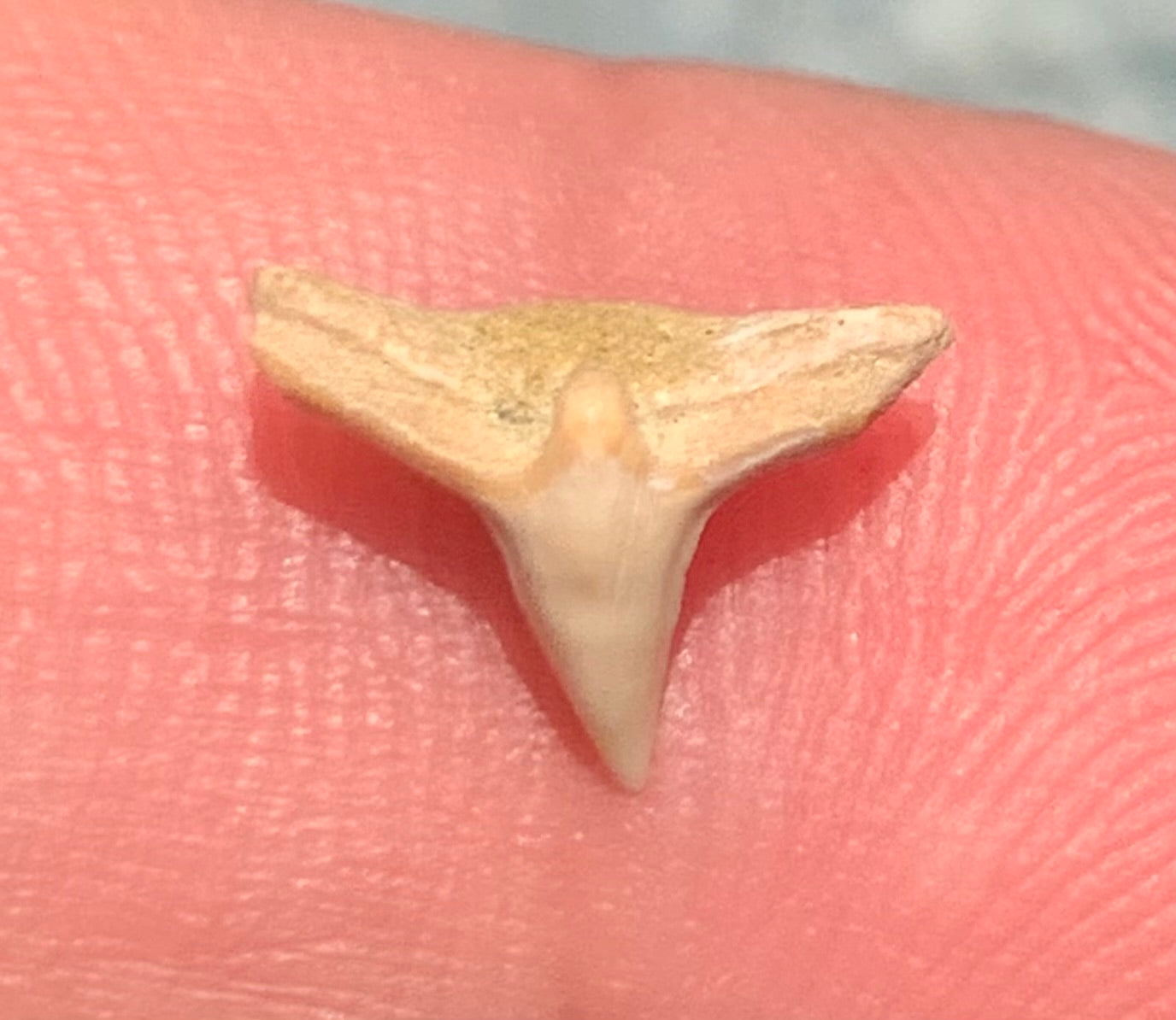 Squatina lericheii - Bakersfield