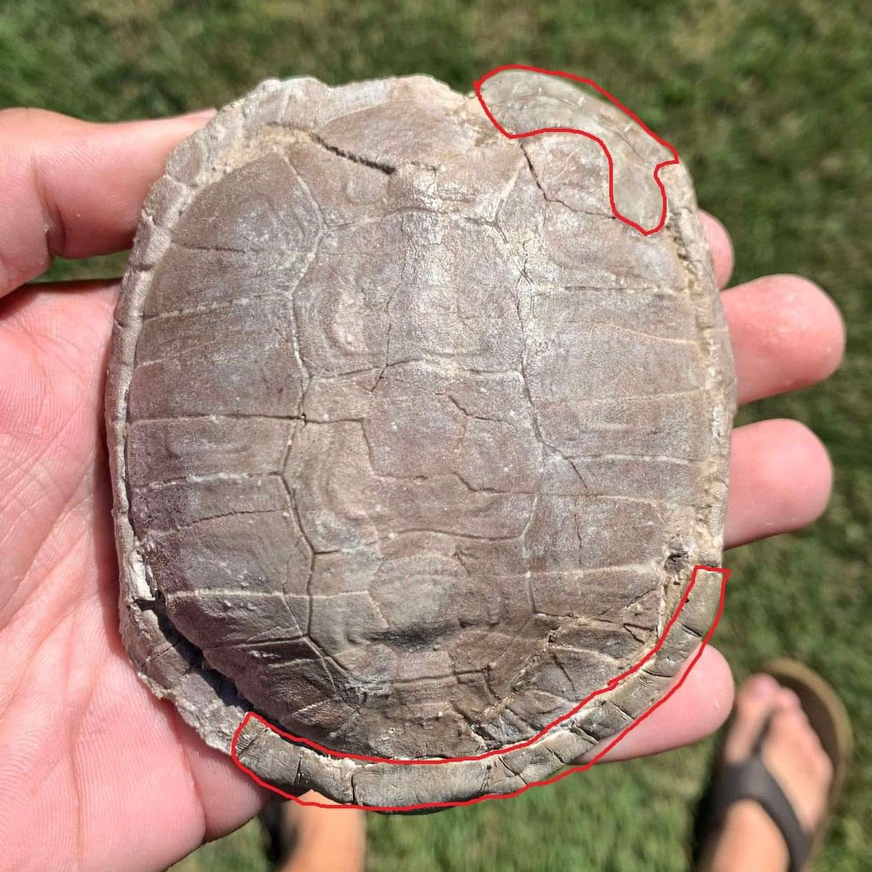 Stylemys tortoise