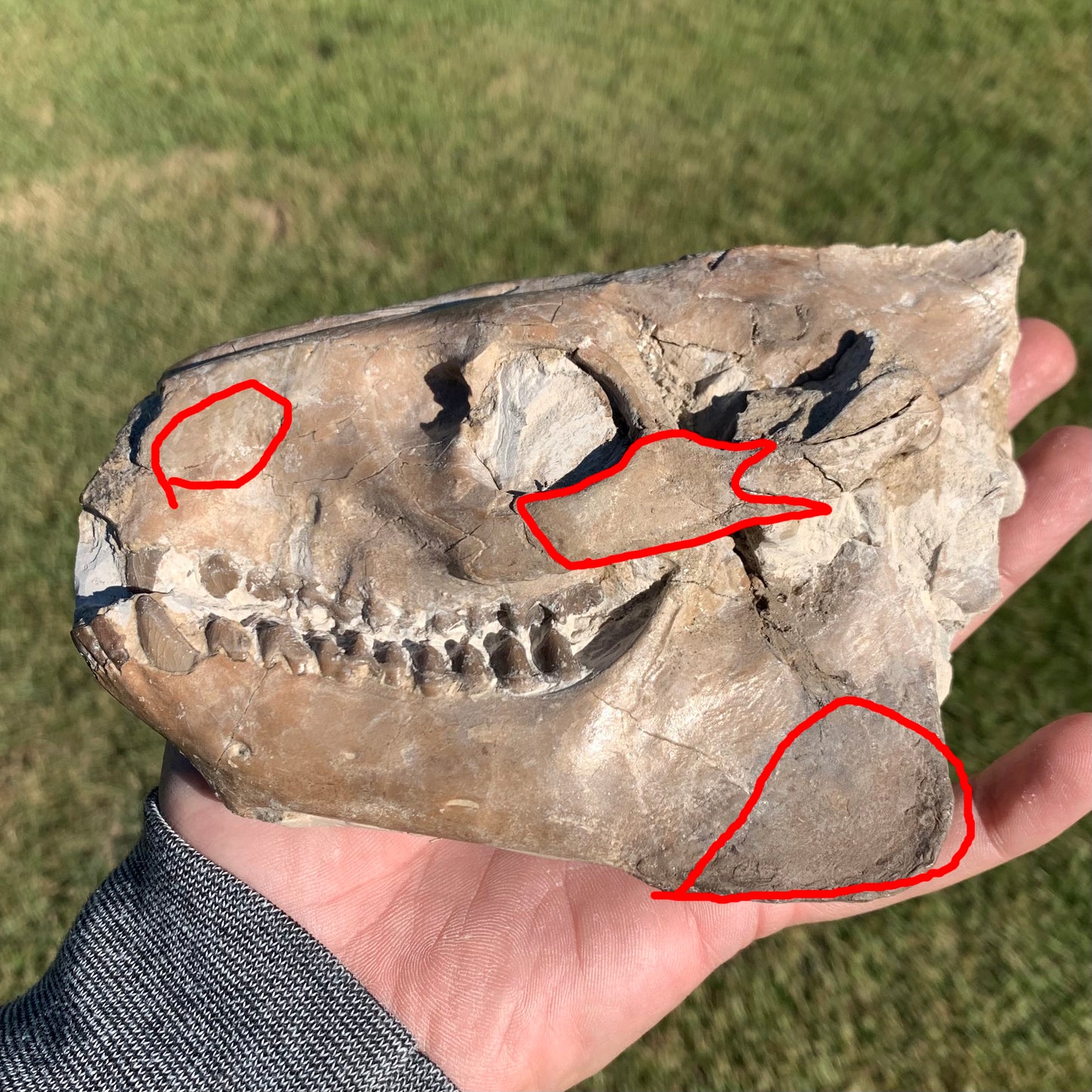 Fossil Oreodont Skull, Merycoidodon culbertsoni, White River Badlands