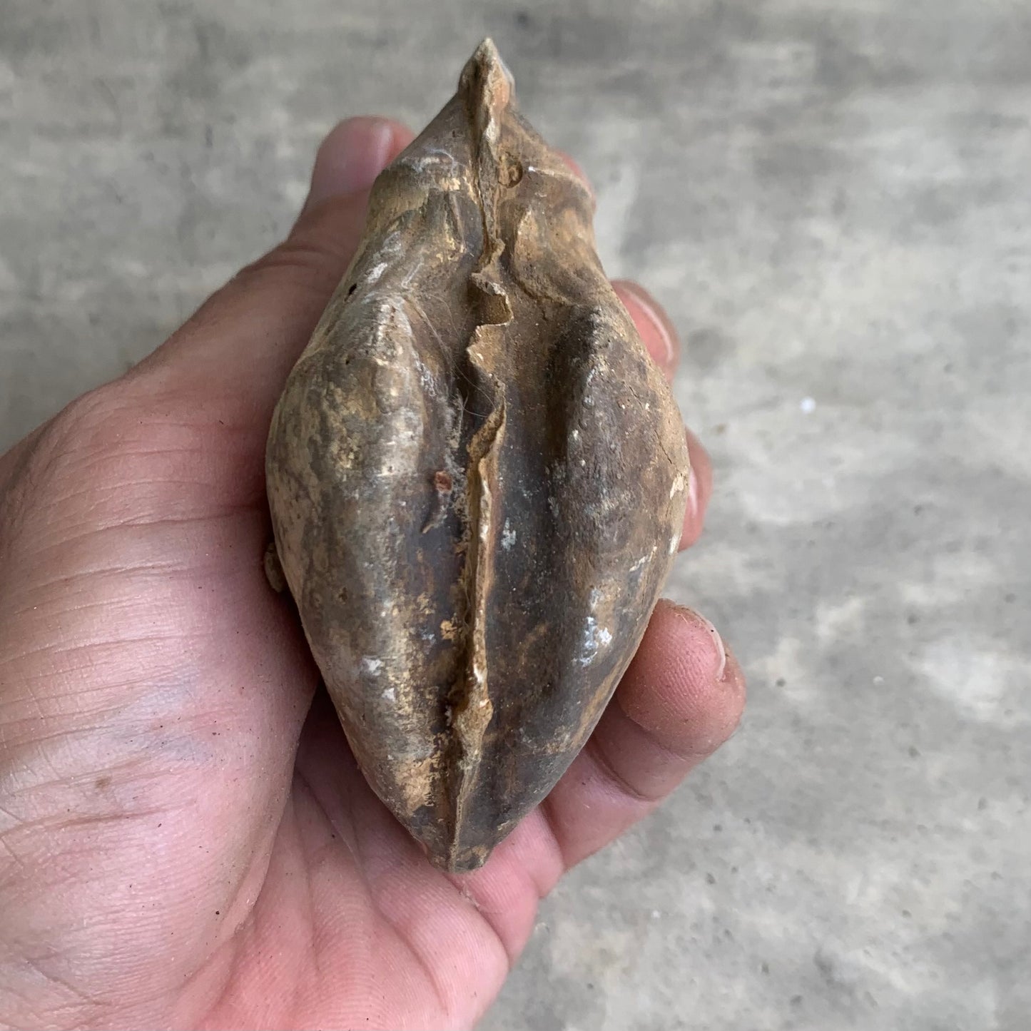Fossil clam steinkern(mold) from the Miocene of Virginia