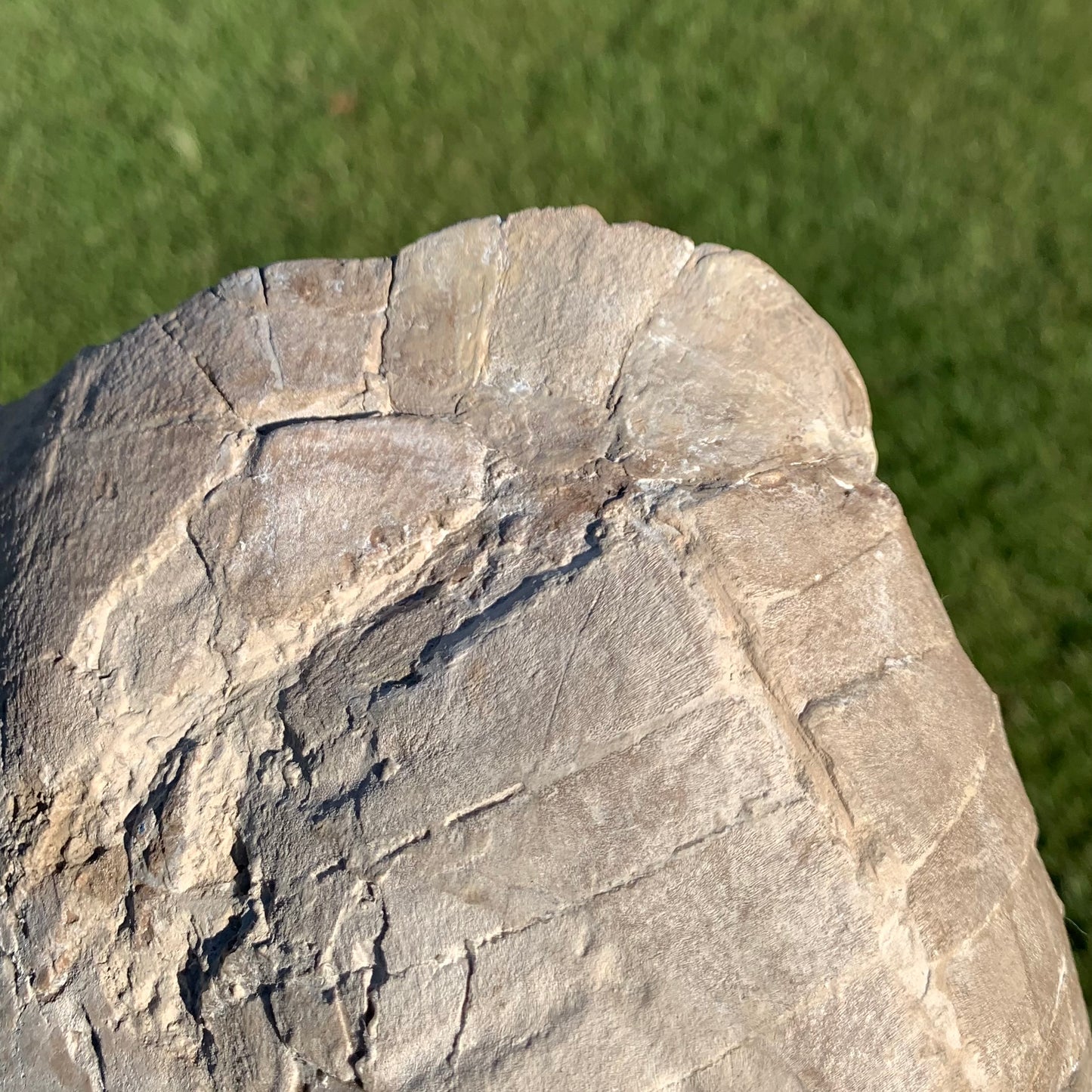 Stylemys tortoise from the white river badlands