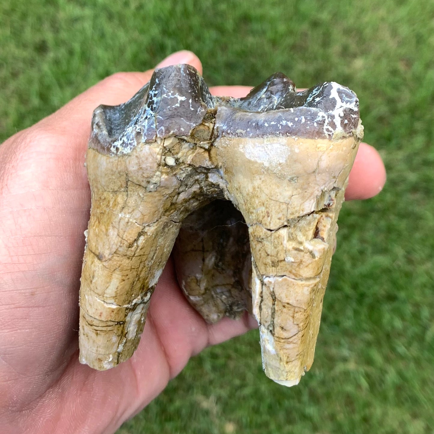 Titanothere upper tooth