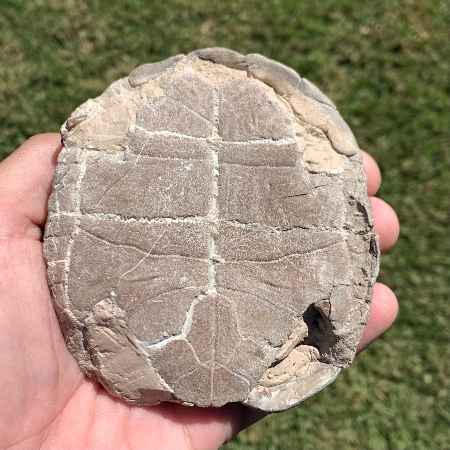 Stylemys tortoise