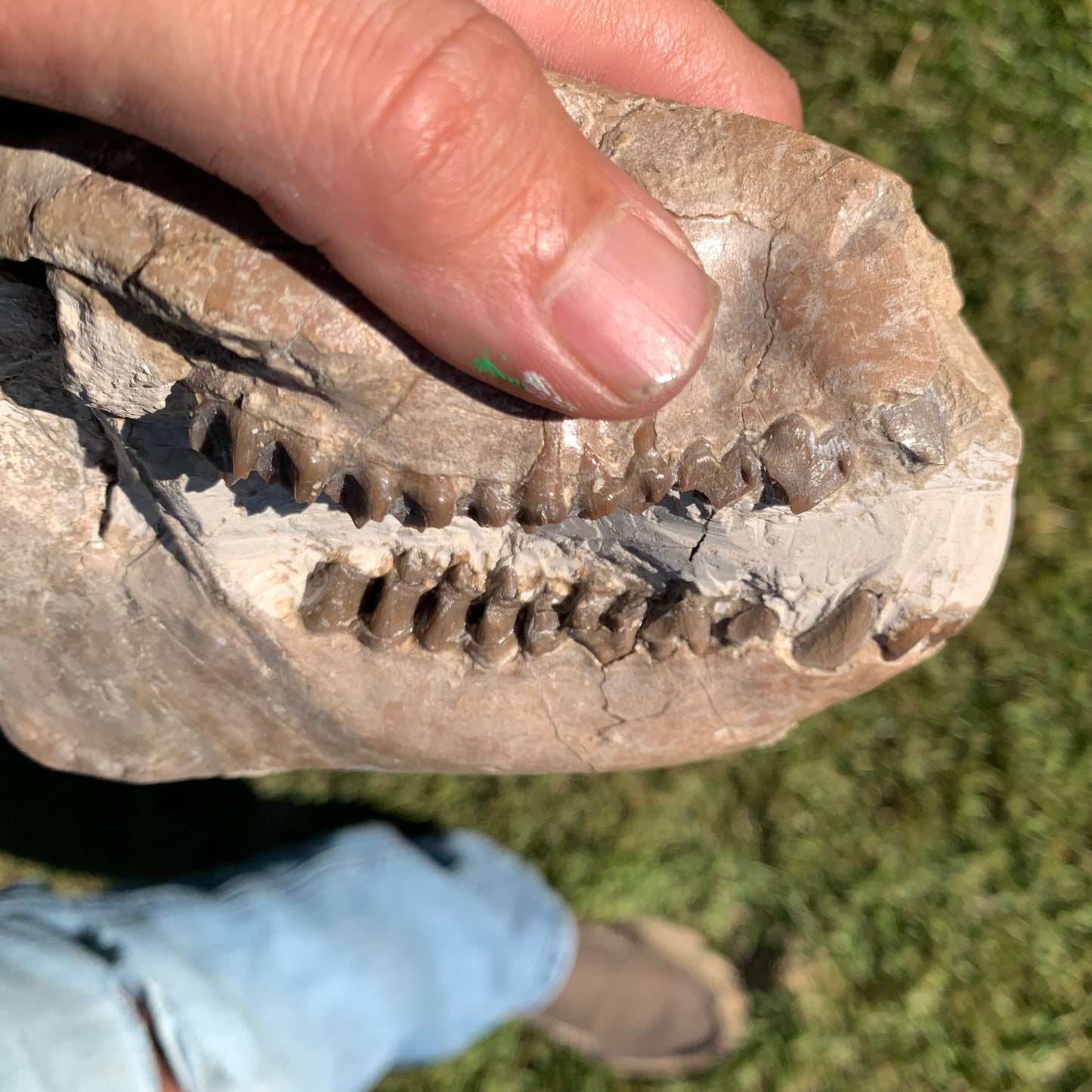 Fossil Oreodont Skull, Merycoidodon culbertsoni, White River Badlands