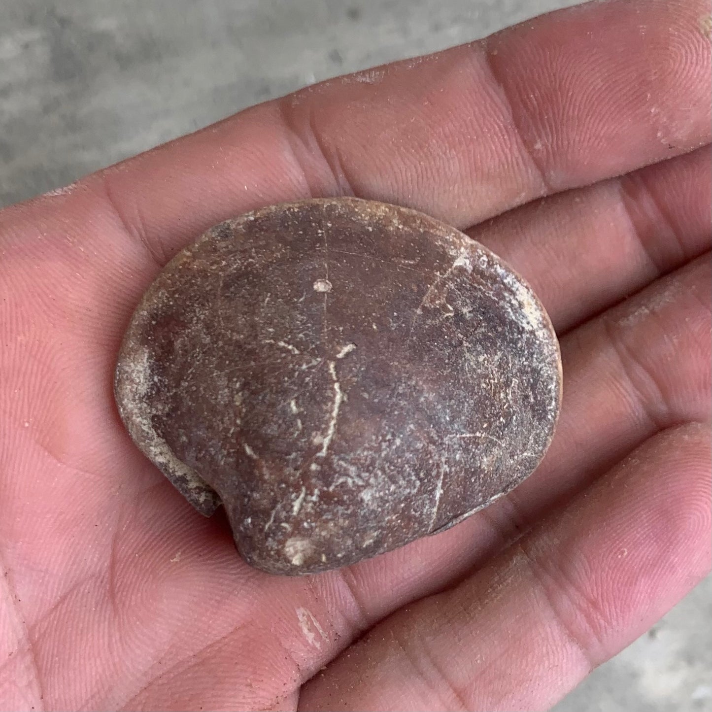 Fossils clam steinkern(mold) from the Miocene of Virginia