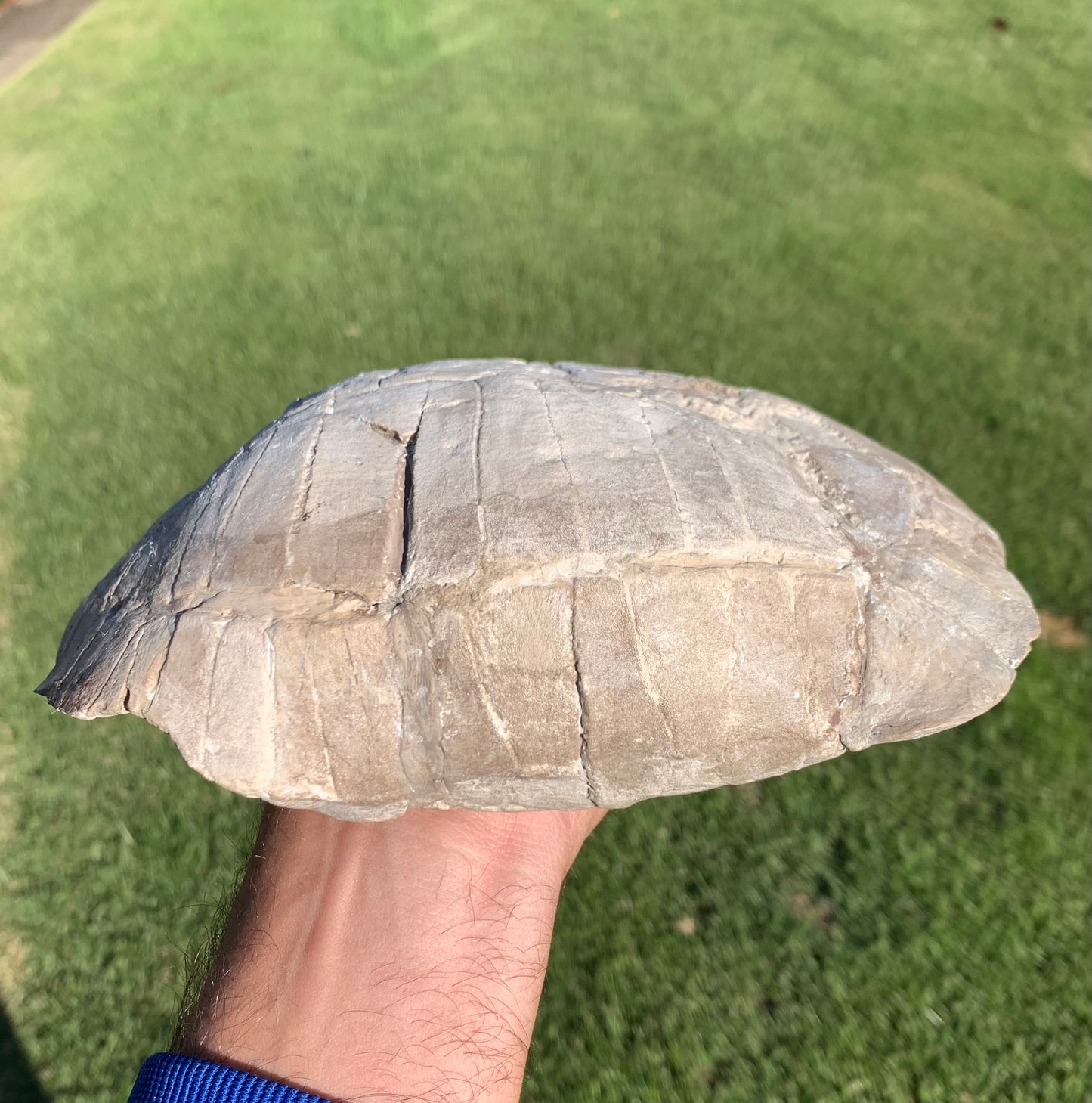 Stylemys tortoise from the white river badlands